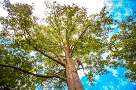 How Our Tree Care Process Works  in  Douglas, AL