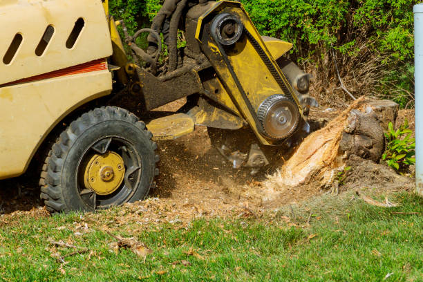 Seasonal Cleanup (Spring/Fall) in Douglas, AL